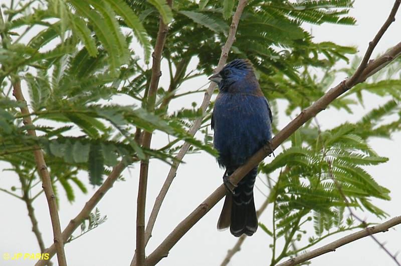 Passerina caerulea